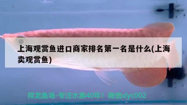 上海觀賞魚進口商家排名第一名是什么(上海賣觀賞魚)