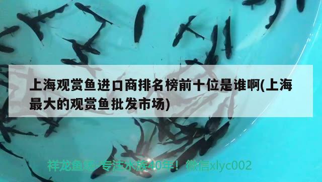 上海觀賞魚進(jìn)口商排名榜前十位是誰啊(上海最大的觀賞魚批發(fā)市場)