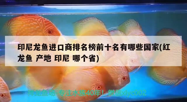 印尼龍魚進口商排名榜前十名有哪些國家(紅龍魚產地印尼哪個省)