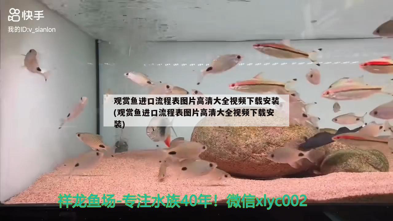 觀賞魚進(jìn)口流程表圖片高清大全視頻下載安裝(觀賞魚進(jìn)口流程表圖片高清大全視頻下載安裝) 觀賞魚進(jìn)出口