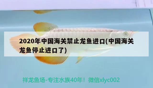 2020年中國海關(guān)禁止龍魚進口(中國海關(guān)龍魚停止進口了)