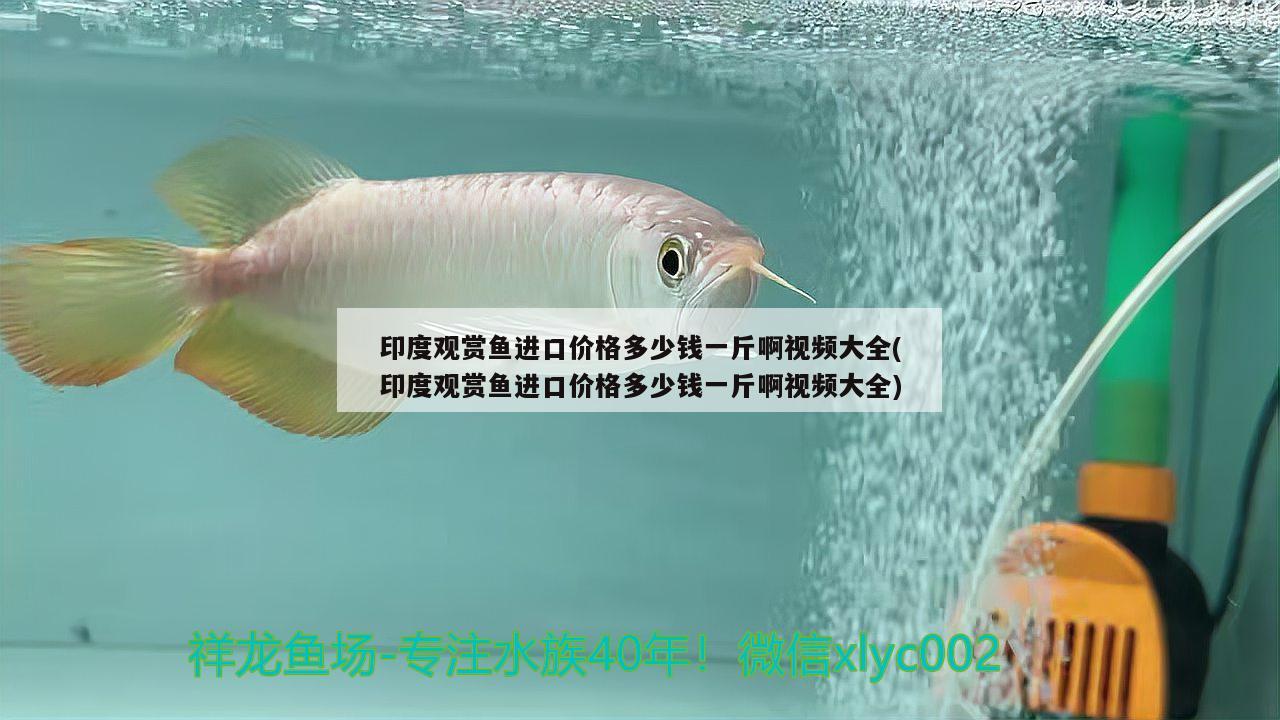 印度觀賞魚進(jìn)口價格多少錢一斤啊視頻大全(印度觀賞魚進(jìn)口價格多少錢一斤啊視頻大全) 觀賞魚進(jìn)出口