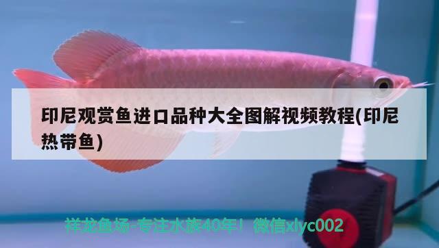 印尼觀賞魚進(jìn)口品種大全圖解視頻教程(印尼熱帶魚) 觀賞魚進(jìn)出口