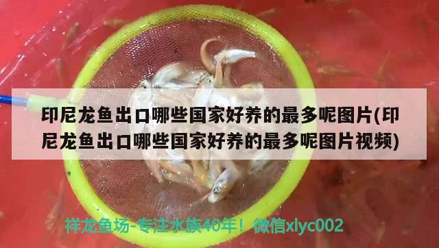 印尼龍魚出口哪些國家好養(yǎng)的最多呢圖片(印尼龍魚出口哪些國家好養(yǎng)的最多呢圖片視頻) 觀賞魚進出口 第2張