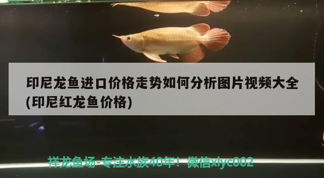 印尼龍魚進(jìn)口價(jià)格走勢如何分析圖片視頻大全(印尼紅龍魚價(jià)格) 紅龍魚百科