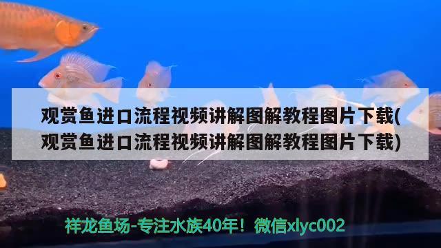 觀賞魚進口流程視頻講解圖解教程圖片下載(觀賞魚進口流程視頻講解圖解教程圖片下載)