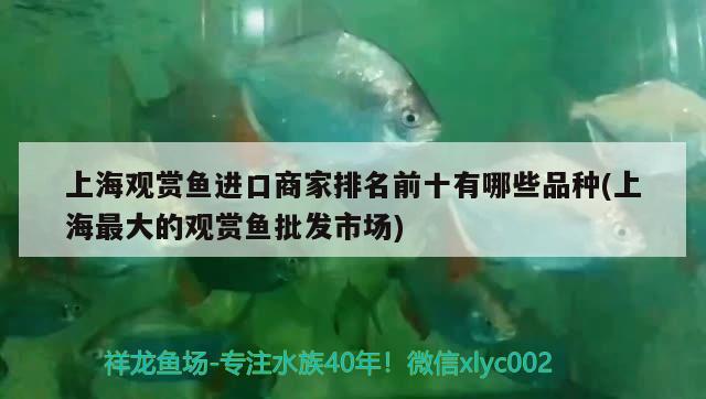 上海觀賞魚進口商家排名前十有哪些品種(上海最大的觀賞魚批發(fā)市場) 觀賞魚進出口