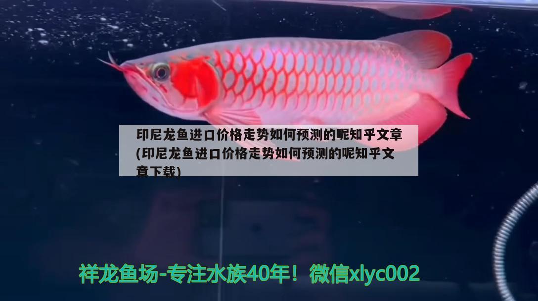 印尼龍魚進口價格走勢如何預測的呢知乎文章(印尼龍魚進口價格走勢如何預測的呢知乎文章下載) 觀賞魚進出口