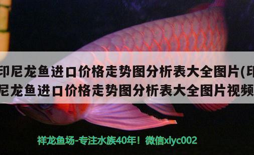 印尼龍魚進口價格走勢圖分析表大全圖片(印尼龍魚進口價格走勢圖分析表大全圖片視頻) 觀賞魚進出口