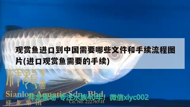 觀賞魚進(jìn)口到中國(guó)需要哪些文件和手續(xù)流程圖片(進(jìn)口觀賞魚需要的手續(xù)) 觀賞魚進(jìn)出口