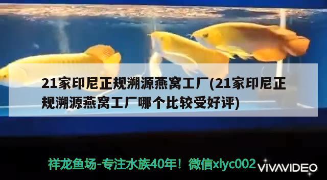 21家印尼正規(guī)溯源燕窩工廠(21家印尼正規(guī)溯源燕窩工廠哪個比較受好評) 馬來西亞燕窩 第2張