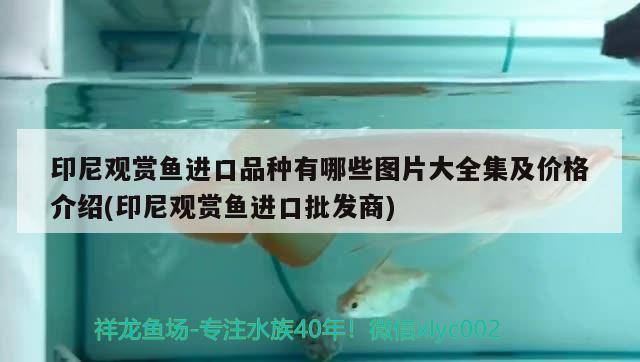 印尼觀賞魚進口品種有哪些圖片大全集及價格介紹(印尼觀賞魚進口批發(fā)商) 觀賞魚進出口