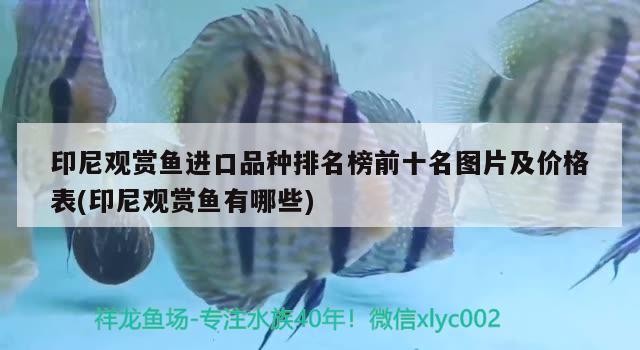 印尼觀賞魚進口品種排名榜前十名圖片及價格表(印尼觀賞魚有哪些) 觀賞魚進出口