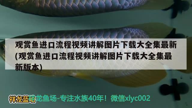 觀賞魚進(jìn)口流程視頻講解圖片下載大全集最新(觀賞魚進(jìn)口流程視頻講解圖片下載大全集最新版本) 觀賞魚進(jìn)出口