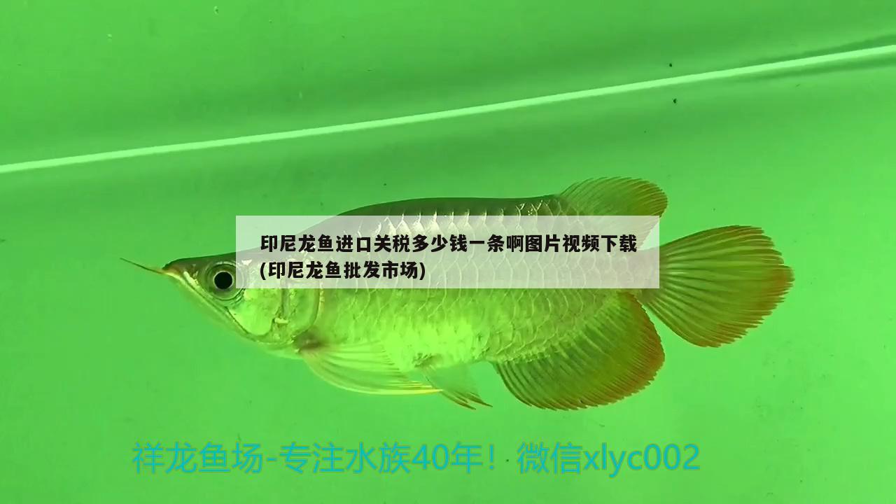 印尼龍魚進(jìn)口關(guān)稅多少錢一條啊圖片視頻下載(印尼龍魚批發(fā)市場(chǎng)) 龍魚批發(fā) 第1張