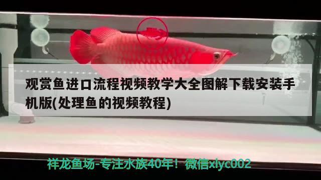 觀賞魚進口流程視頻教學大全圖解下載安裝手機版(處理魚的視頻教程) 觀賞魚進出口