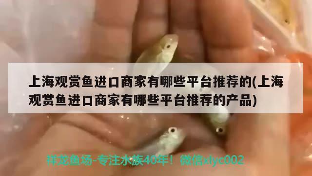 上海觀賞魚進(jìn)口商家有哪些平臺(tái)推薦的(上海觀賞魚進(jìn)口商家有哪些平臺(tái)推薦的產(chǎn)品)