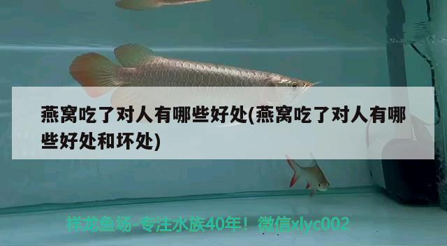 燕窩吃了對人有哪些好處(燕窩吃了對人有哪些好處和壞處) 馬來西亞燕窩