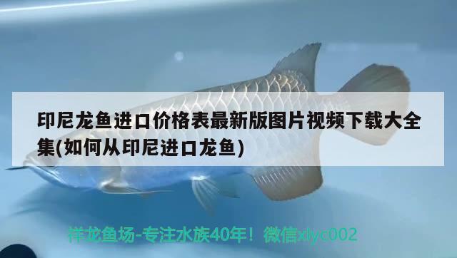 印尼龍魚進口價格表最新版圖片視頻下載大全集(如何從印尼進口龍魚)