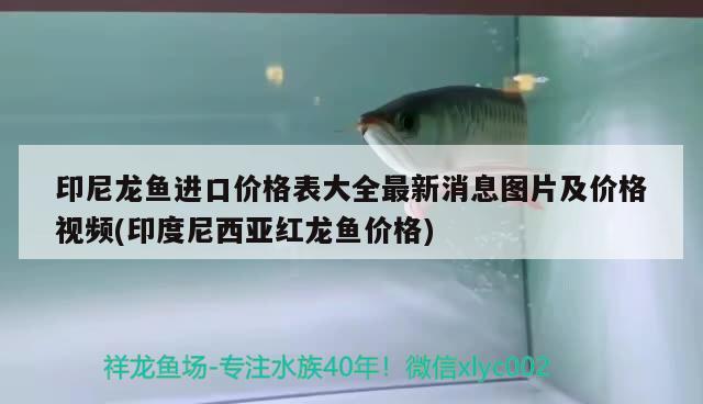 印尼龍魚進口價格表大全最新消息圖片及價格視頻(印度尼西亞紅龍魚價格) 觀賞魚進出口