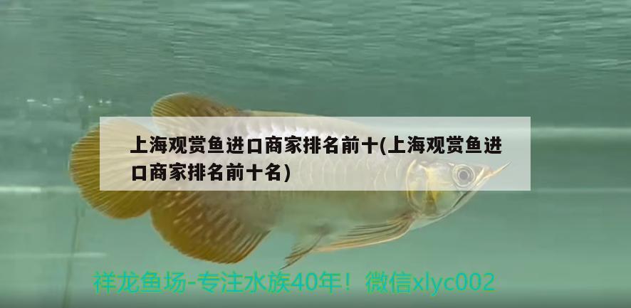 上海觀賞魚進口商家排名前十(上海觀賞魚進口商家排名前十名) 觀賞魚進出口