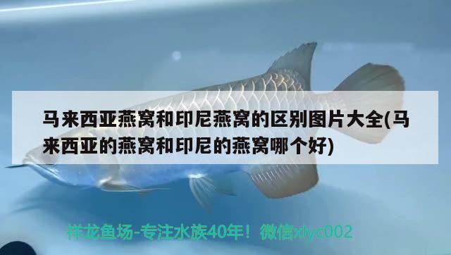 馬來西亞燕窩和印尼燕窩的區(qū)別圖片大全(馬來西亞的燕窩和印尼的燕窩哪個(gè)好) 馬來西亞燕窩