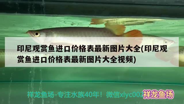 印尼觀賞魚進口價格表最新圖片大全(印尼觀賞魚進口價格表最新圖片大全視頻)