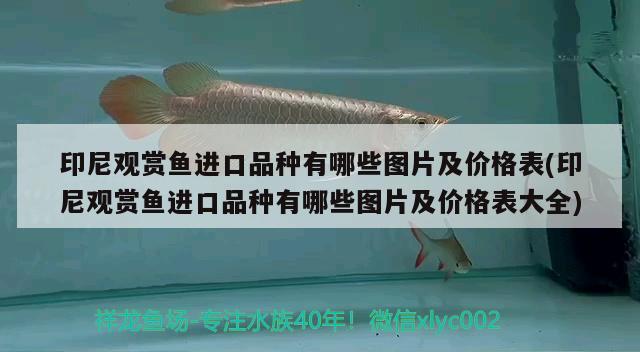 印尼觀賞魚進口品種有哪些圖片及價格表(印尼觀賞魚進口品種有哪些圖片及價格表大全)