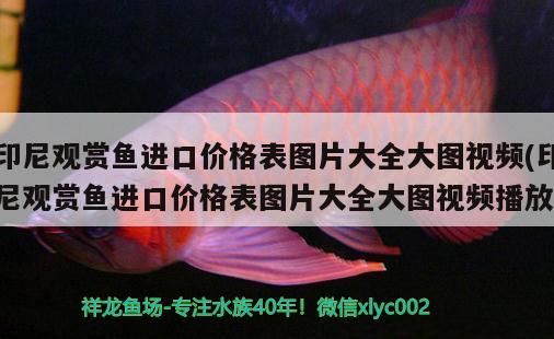 印尼觀賞魚(yú)進(jìn)口價(jià)格表圖片大全大圖視頻(印尼觀賞魚(yú)進(jìn)口價(jià)格表圖片大全大圖視頻播放) 觀賞魚(yú)進(jìn)出口