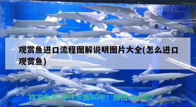 觀賞魚進(jìn)口流程圖解說明圖片大全(怎么進(jìn)口觀賞魚)