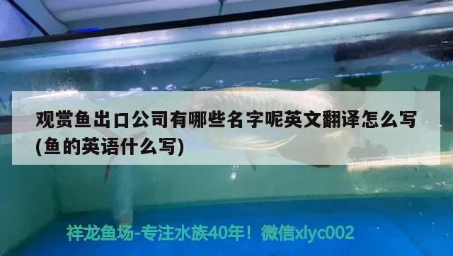 觀賞魚出口公司有哪些名字呢英文翻譯怎么寫(魚的英語(yǔ)什么寫) 觀賞魚進(jìn)出口