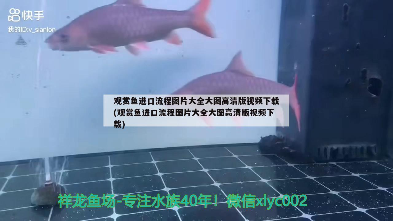 觀賞魚進口流程圖片大全大圖高清版視頻下載(觀賞魚進口流程圖片大全大圖高清版視頻下載)