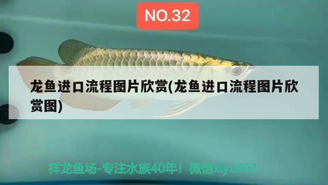 龍魚進口流程圖片欣賞(龍魚進口流程圖片欣賞圖)