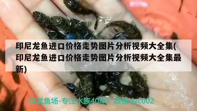 印尼龍魚進口價格走勢圖片分析視頻大全集(印尼龍魚進口價格走勢圖片分析視頻大全集最新) 觀賞魚進出口