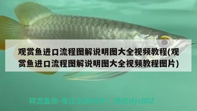 觀賞魚進(jìn)口流程圖解說(shuō)明圖大全視頻教程(觀賞魚進(jìn)口流程圖解說(shuō)明圖大全視頻教程圖片) 觀賞魚進(jìn)出口