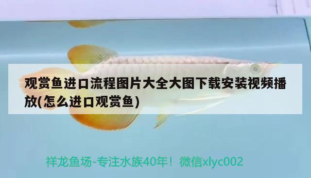 觀賞魚進(jìn)口流程圖片大全大圖下載安裝視頻播放(怎么進(jìn)口觀賞魚)