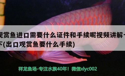 觀賞魚進(jìn)口需要什么證件和手續(xù)呢視頻講解一下(出口觀賞魚要什么手續(xù)) 觀賞魚進(jìn)出口