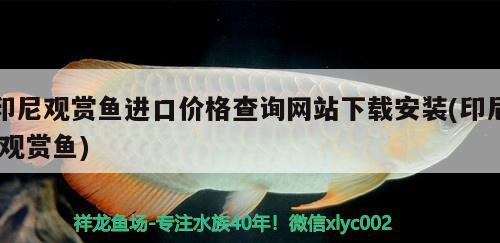 印尼觀賞魚進(jìn)口價格查詢網(wǎng)站下載安裝(印尼觀賞魚)