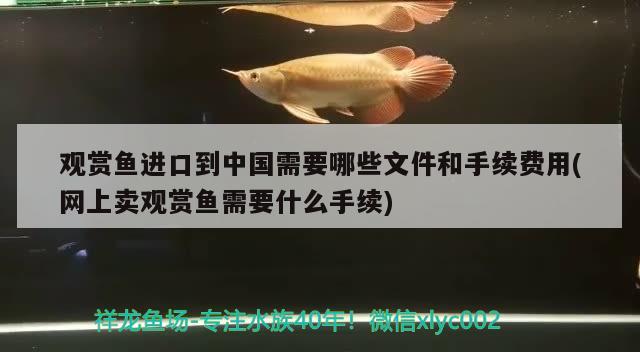 觀賞魚進口到中國需要哪些文件和手續(xù)費用(網(wǎng)上賣觀賞魚需要什么手續(xù))