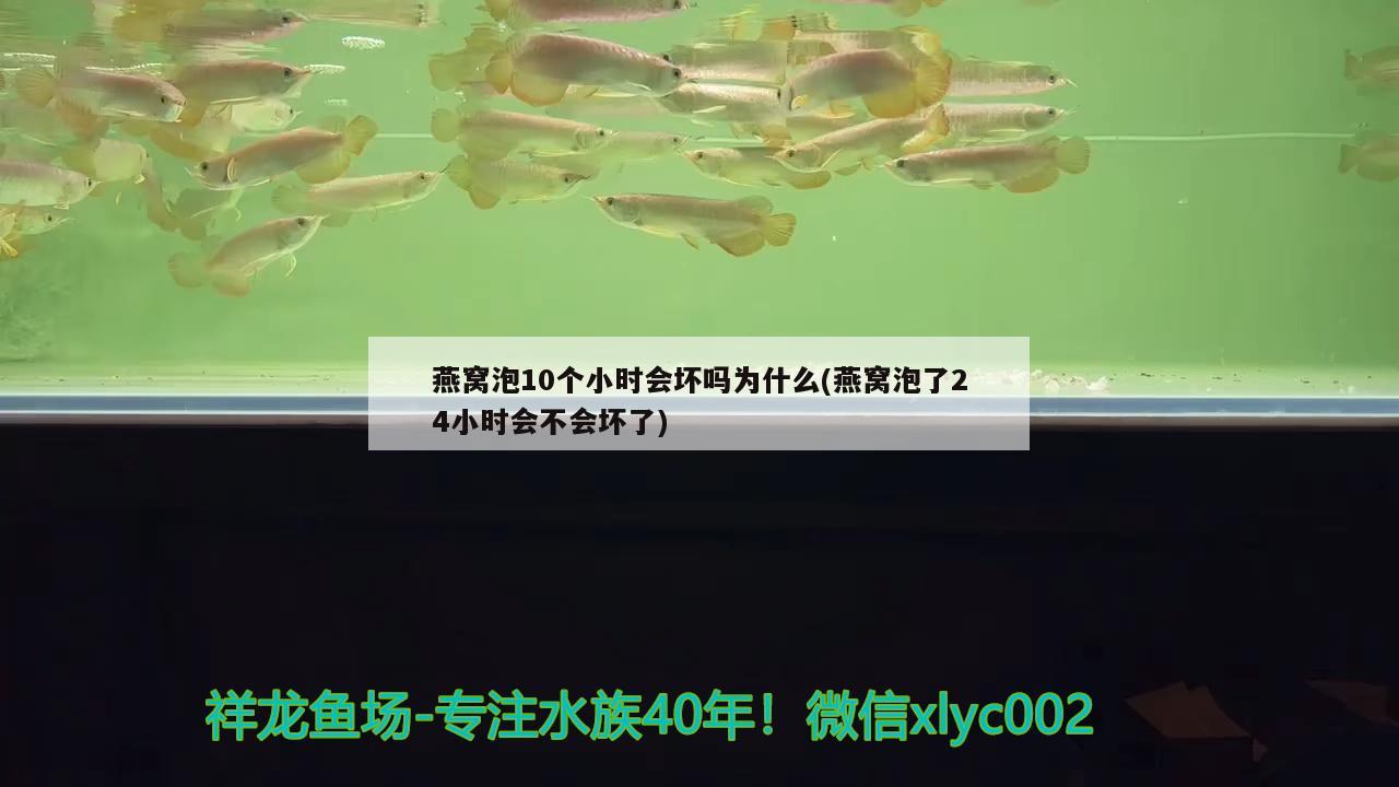 燕窩泡10個小時會壞嗎為什么(燕窩泡了24小時會不會壞了) 馬來西亞燕窩