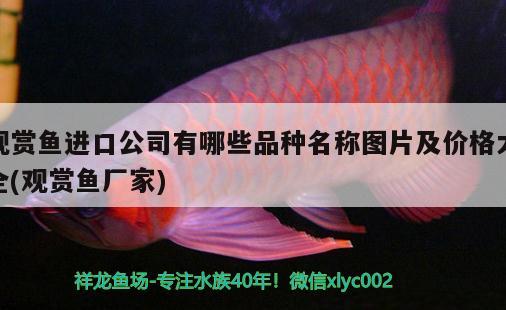 觀賞魚進口公司有哪些品種名稱圖片及價格大全(觀賞魚廠家) 觀賞魚進出口