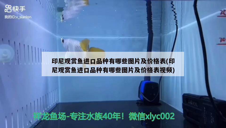 印尼觀賞魚進口品種有哪些圖片及價格表(印尼觀賞魚進口品種有哪些圖片及價格表視頻) 觀賞魚進出口