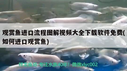 觀賞魚進口流程圖解視頻大全下載軟件免費(如何進口觀賞魚) 觀賞魚進出口