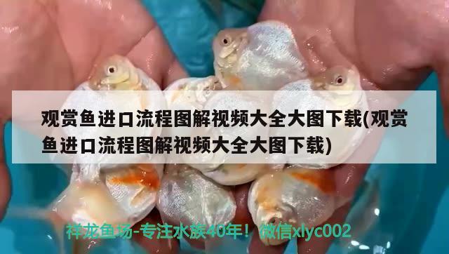 觀賞魚進口流程圖解視頻大全大圖下載(觀賞魚進口流程圖解視頻大全大圖下載)