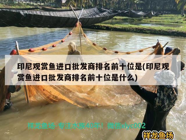 印尼觀賞魚進口批發(fā)商排名前十位是(印尼觀賞魚進口批發(fā)商排名前十位是什么) 觀賞魚進出口