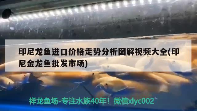 印尼龍魚進(jìn)口價格走勢分析圖解視頻大全(印尼金龍魚批發(fā)市場) 龍魚批發(fā)