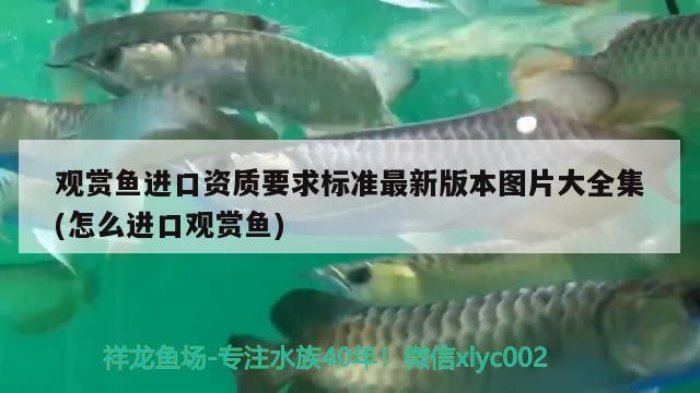 觀賞魚進(jìn)口資質(zhì)要求標(biāo)準(zhǔn)最新版本圖片大全集(怎么進(jìn)口觀賞魚) 觀賞魚進(jìn)出口