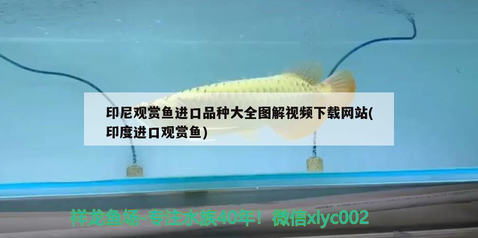 印尼觀賞魚(yú)進(jìn)口品種大全圖解視頻下載網(wǎng)站(印度進(jìn)口觀賞魚(yú)) 觀賞魚(yú)進(jìn)出口