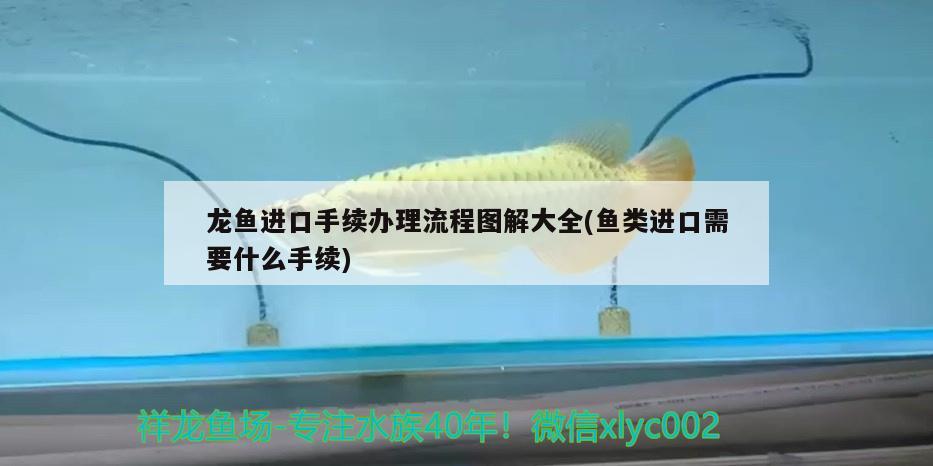 龍魚進口手續(xù)辦理流程圖解大全(魚類進口需要什么手續(xù))