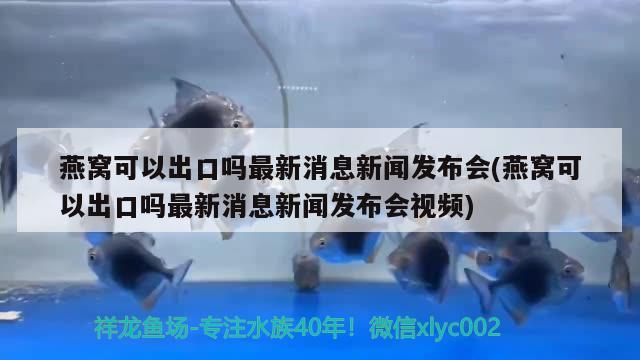 燕窩可以出口嗎最新消息新聞發(fā)布會(燕窩可以出口嗎最新消息新聞發(fā)布會視頻) 馬來西亞燕窩